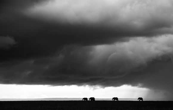 Elephants under Thunder Skies