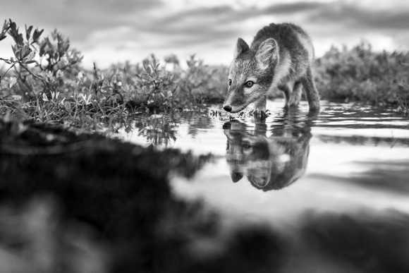 Arctic Fox in the stream