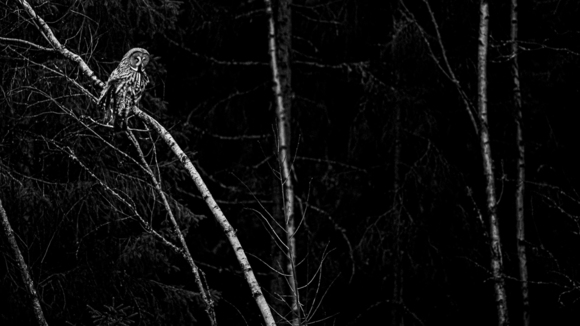 Great Grey Owl in the night