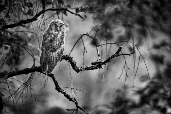 Half-grown Long-Eared Owl