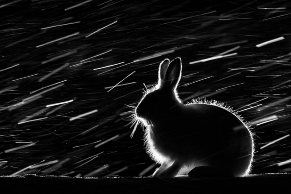 Wild hare in the night #1