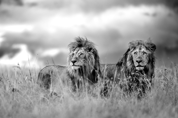 Male lions