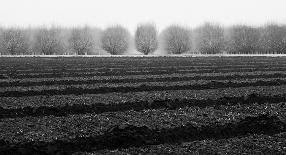 Valley Fog in Almond Orchard  Valley Fog in Almond Orchard