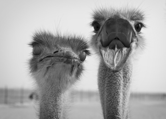 Funny Ostrich Couple