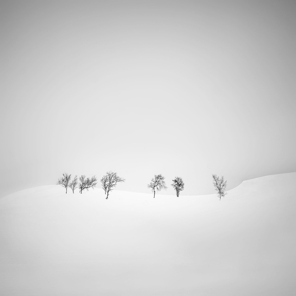 Trees in Winter Trees in Winter