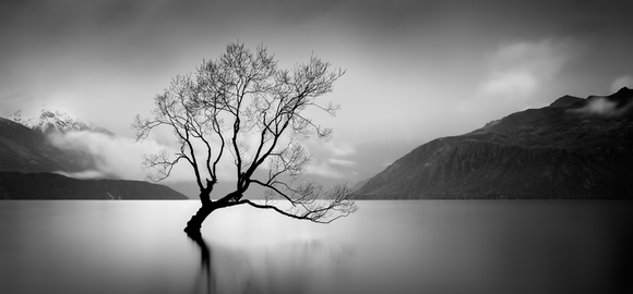Lake & Tree