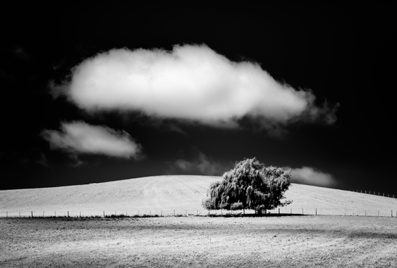 Tree & Cloud