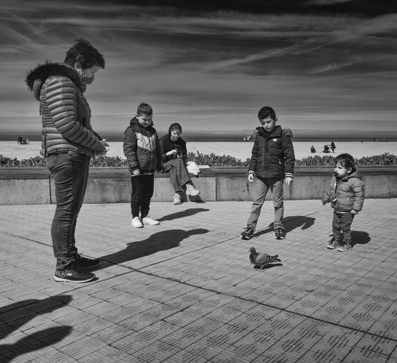 The pigeon The pigeon