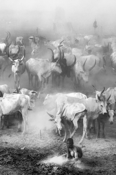 Khartoum cattle camp