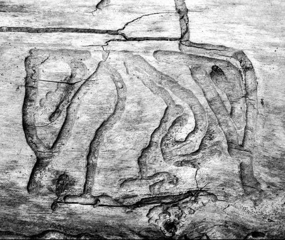 Wormwood Rune