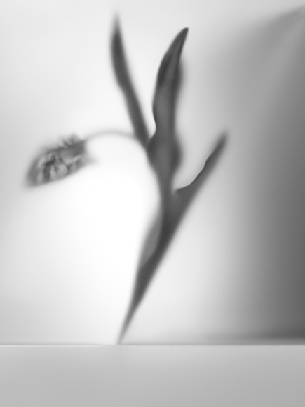 Mysterious Flower No 2 Mysterious Flower No 2