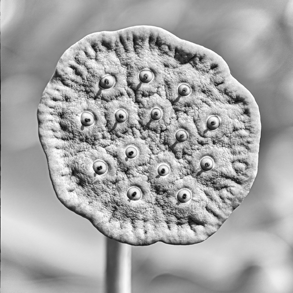 Lotus Seed Pod Closed Lotus Seed Pod Closed