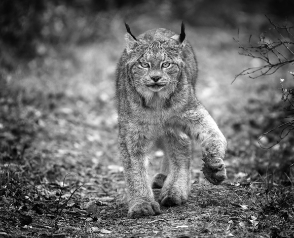 Wild Lynx on the Prowl