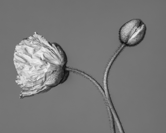 Poppy Bloom Poppy Bloom