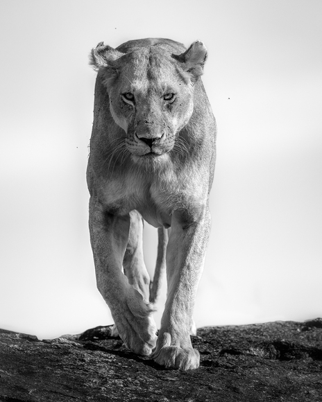 The Female The Female