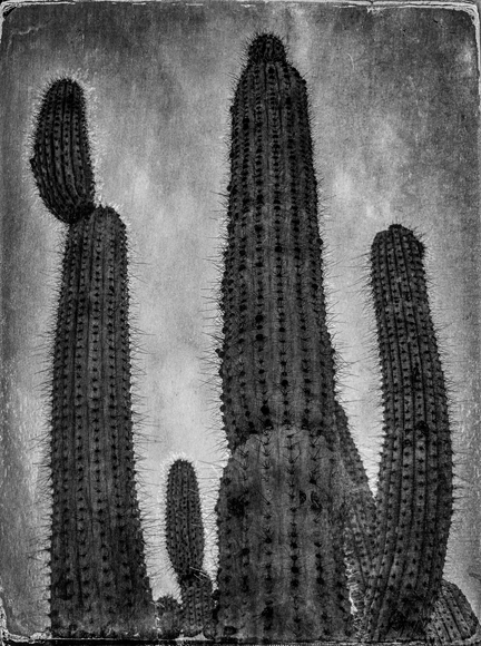 Cactus 2 Cactus 2