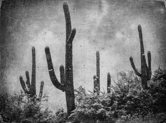 Cactus in the Snow Cactus in the Snow