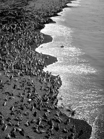 Magellanic Penguin Migration Magellanic Penguin Migration