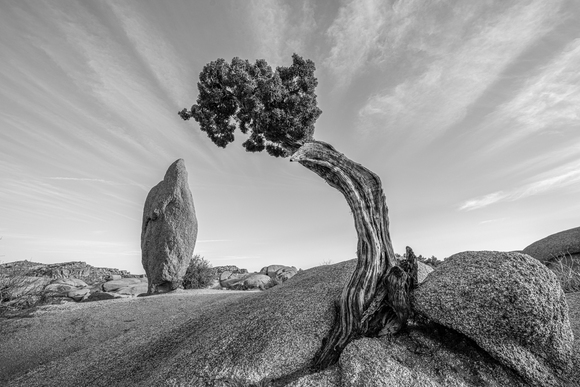 Penguin Rock & Juniper Penguin Rock & Juniper