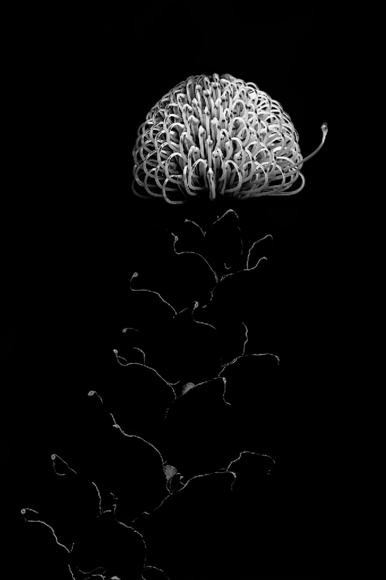 Pincushion protea