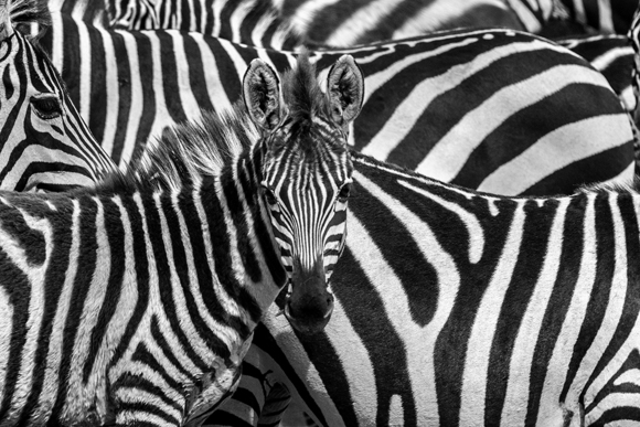 Zebras Lost in Pattern