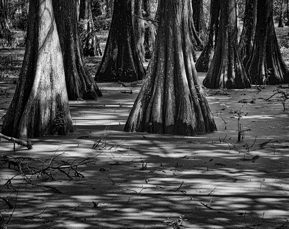 Lake Martin Cypresses Lake Martin Cypresses