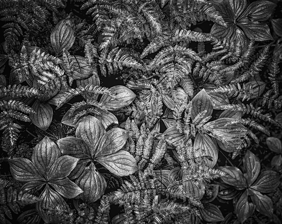 After the Rain After the Rain