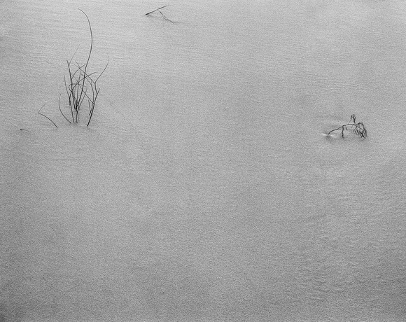 Grass and Bug Footprints Grass and Bug Footprints