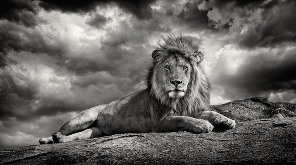 king on the rock