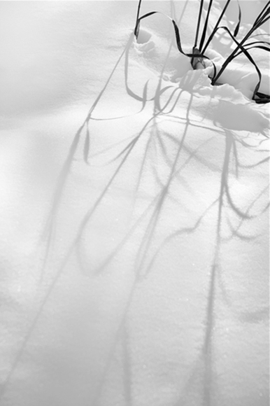 Frezeman-Brenda_Grasses in Snow