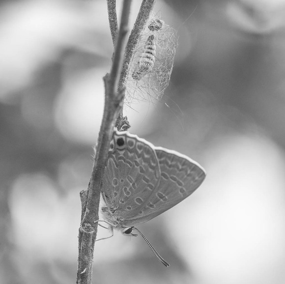 Amethyst Hairstreak Butterfly Babysitting