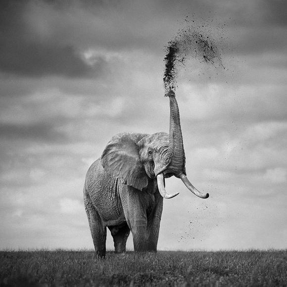 Pride of Tsavo Pride of Tsavo