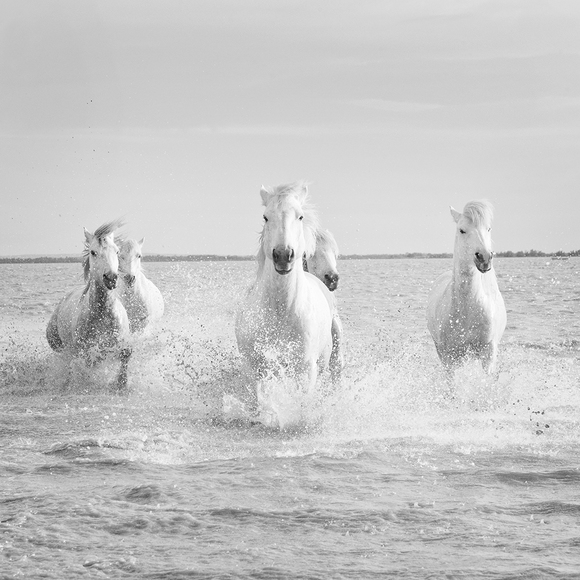 Water Gallop