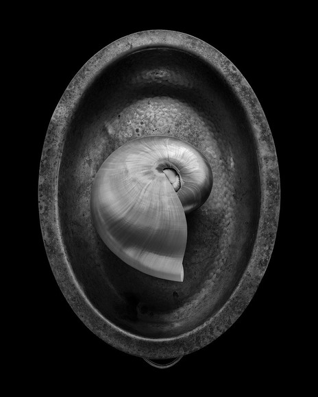 Nautilus Nautilus