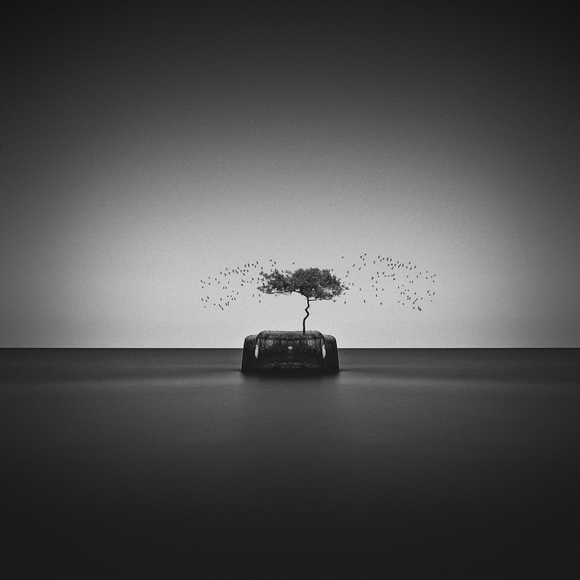 Birds Tree Birds Tree