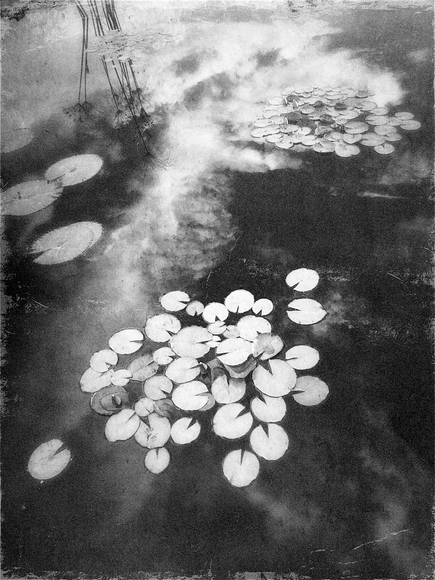 Lily Pads II Lily Pads II