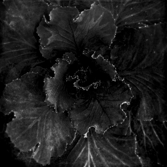 Celestial Cabbage Celestial Cabbage