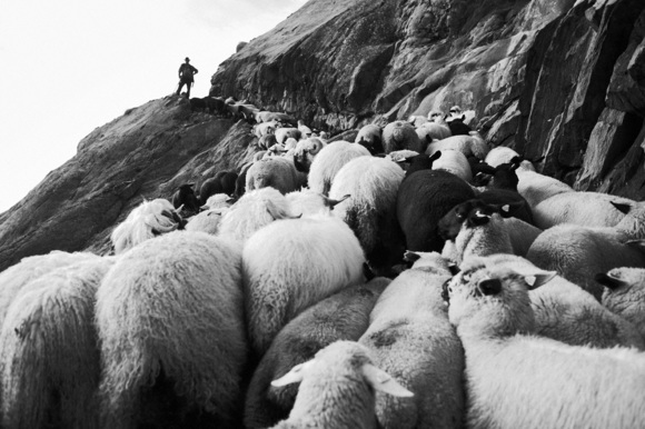 Shepherd and his Flock