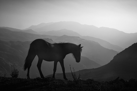 Andean Wild Horse