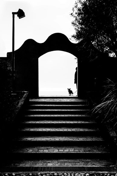 Curious little dog Curious little dog