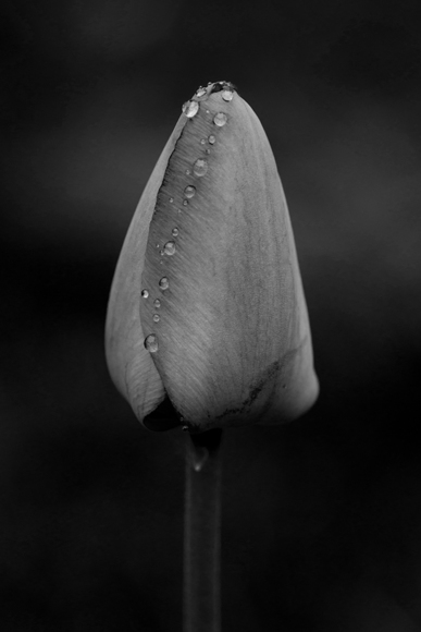 Drops on Tulip