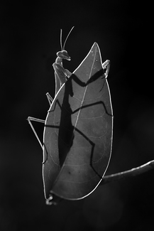 Praying Mantis