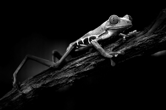 Red Eyed Tree Frog