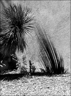 Comet Yucca