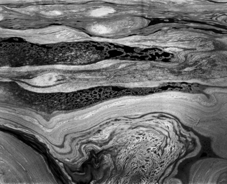 Pond Foam, Somesville, Maine