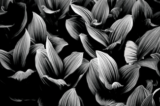 Glacier's Lillies