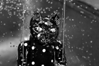Cat Bath