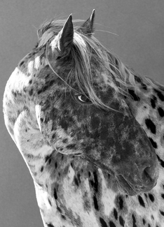 Leopard Appaloosa