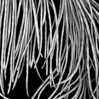 Untitled (2)