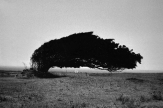 Bend tree